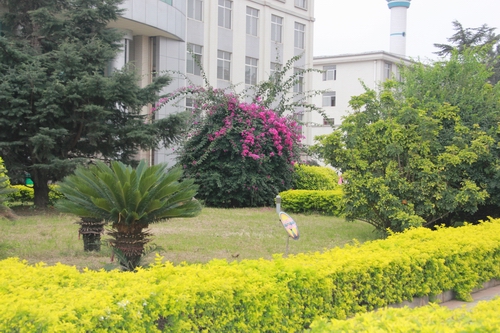 花園式的校園